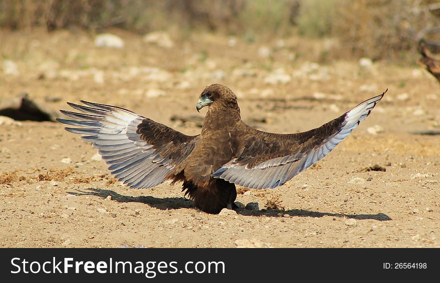 An adult Brown Snake Eagle with wings opening up.  Photo taken in Namibia, Africa. An adult Brown Snake Eagle with wings opening up.  Photo taken in Namibia, Africa.