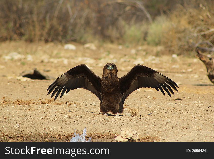 An adult Brown Snake Eagle with wings opening up. Photo taken in Namibia, Africa. An adult Brown Snake Eagle with wings opening up. Photo taken in Namibia, Africa.