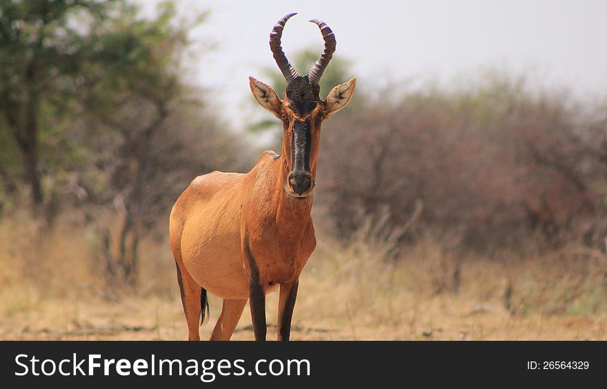Hartebeest, Red - Long Face