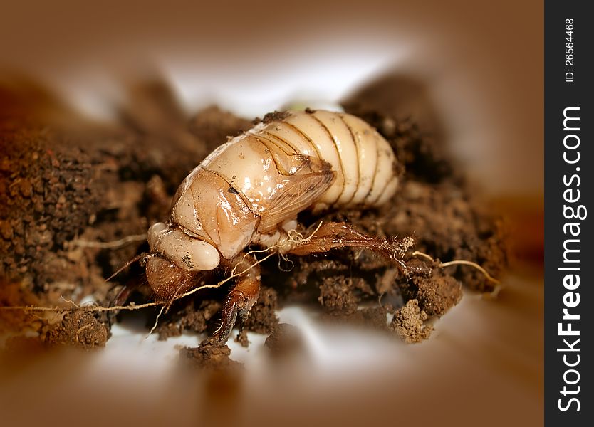 Christmas Beetle Larvae  Scarabaeidae