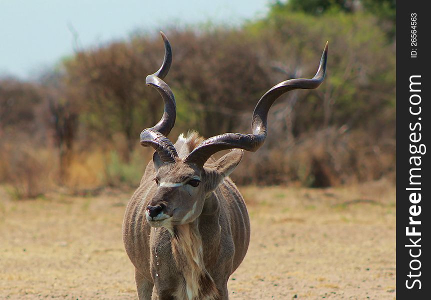 Adult Kudu bull at a watering hole. Photo taken on a game ranch in Namibia, Africa. Adult Kudu bull at a watering hole. Photo taken on a game ranch in Namibia, Africa.
