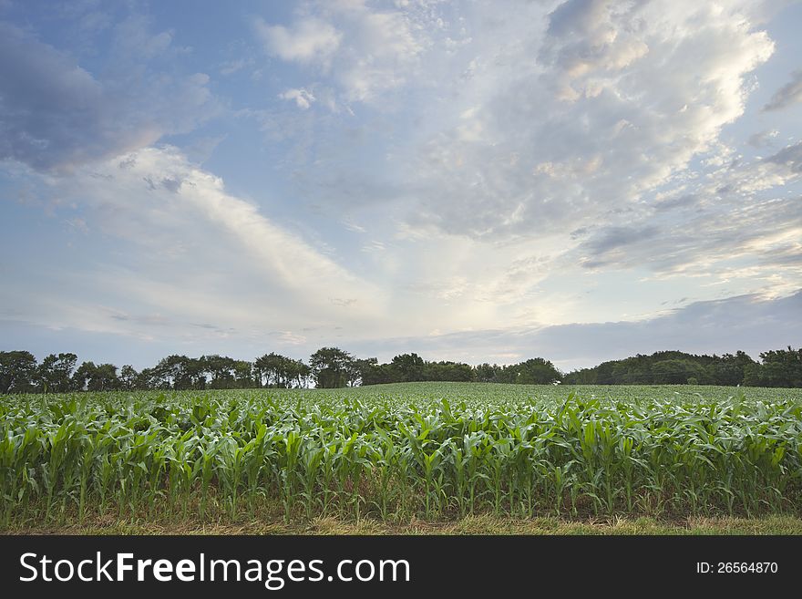 Young corn plants with sky and clouds in early morning. Young corn plants with sky and clouds in early morning