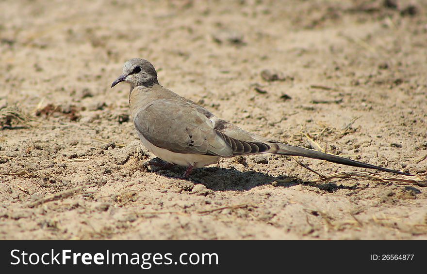 An adult female Namaquae Dove at a watering hole in Namibia, Africa. An adult female Namaquae Dove at a watering hole in Namibia, Africa.