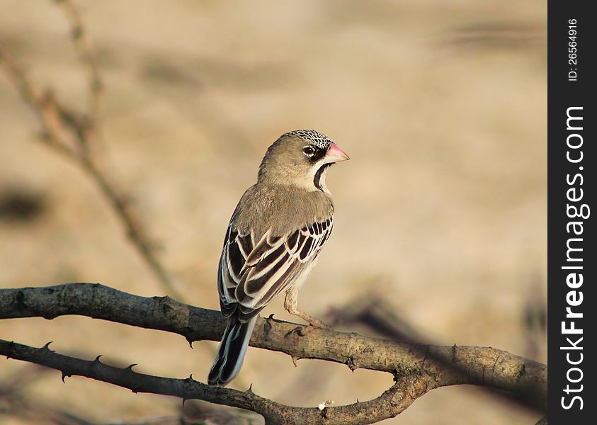 Adult Scaly Feathered Finch at a watering hole in Namibia, Africa. Adult Scaly Feathered Finch at a watering hole in Namibia, Africa.