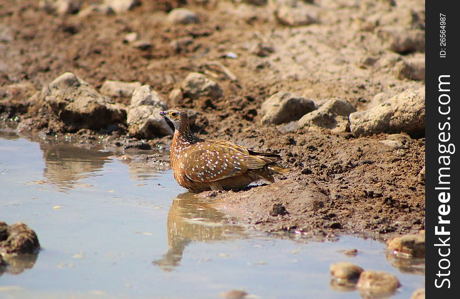 Adult female Namaqua Sandgrouse at a watering hole in Namibia, Africa. Adult female Namaqua Sandgrouse at a watering hole in Namibia, Africa.