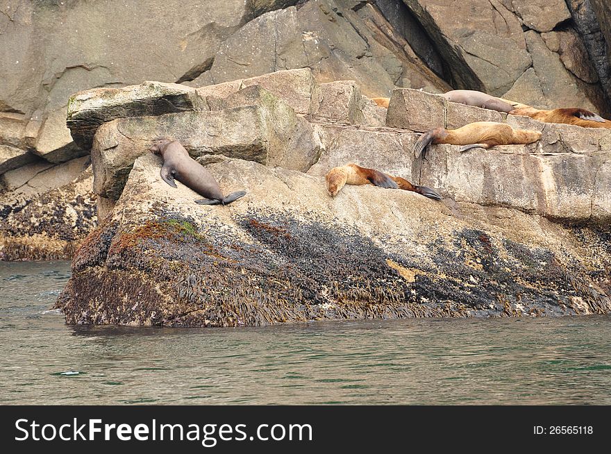 Sea Lions relaxing in the guif of Alaska