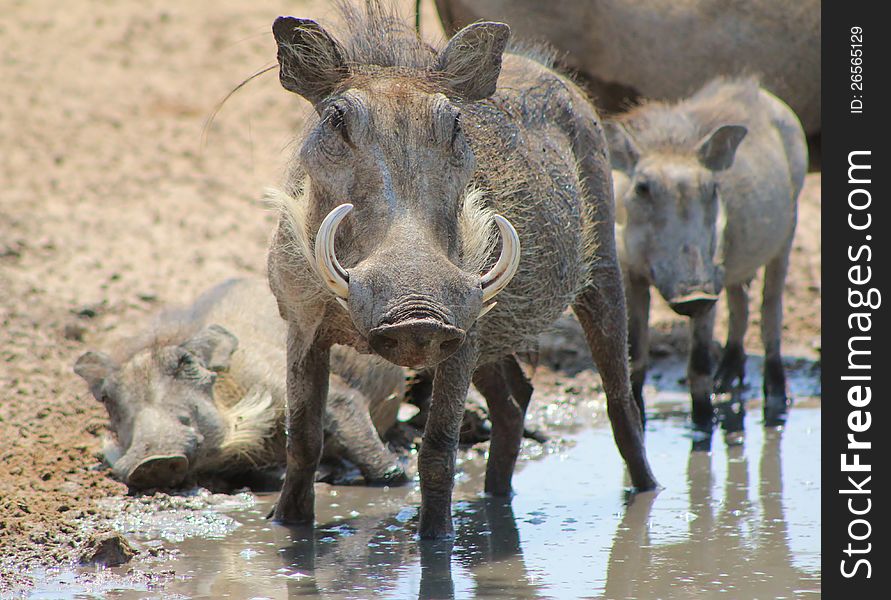 Adult female and young Warthogs drinking water, and playing in the mud, on a game ranch in Namibia, Africa. Adult female and young Warthogs drinking water, and playing in the mud, on a game ranch in Namibia, Africa.