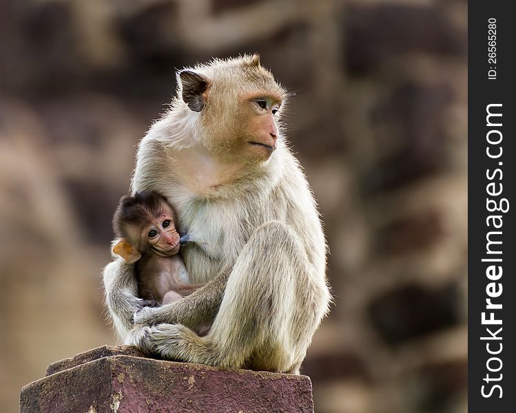Baby monkey and mother