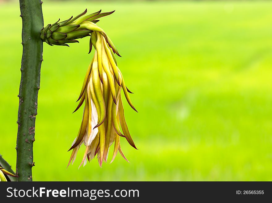 Dragon fruit flower bud on tree in the backyard gardens