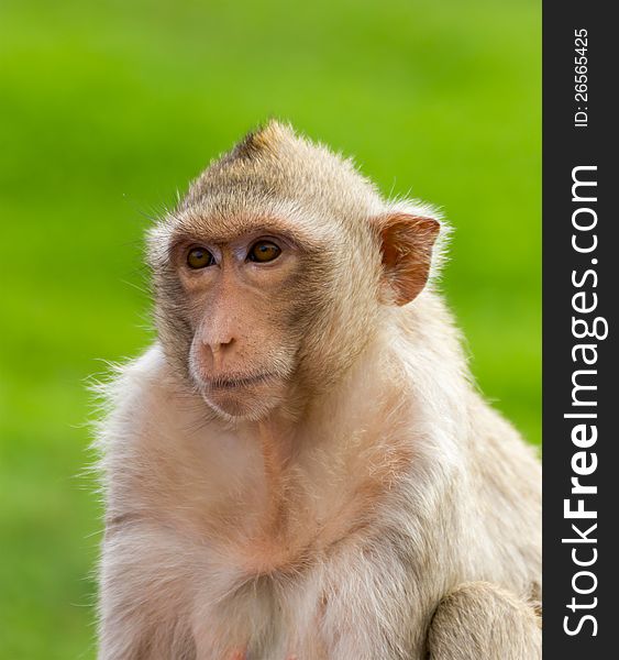 Close up portrate of a monkey at Lopburi ,Thailand. Close up portrate of a monkey at Lopburi ,Thailand