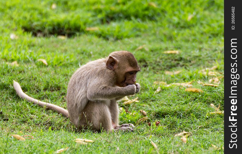 The Monkey Baby 0n grass In Lopburi , Thailand