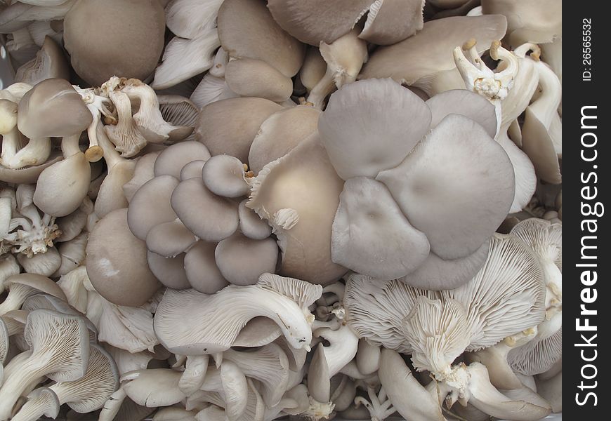 Wild edible organic mushrooms on display at farmer s market