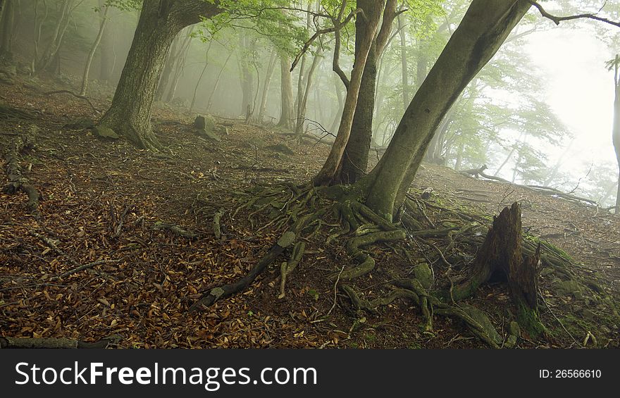 Scenic mountain forest with foggy summer atmosphere. Scenic mountain forest with foggy summer atmosphere