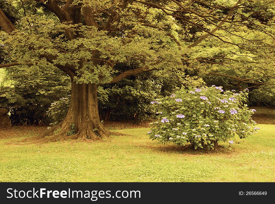 Big tree and Hydrangea blossom bush in Japanese summer park. Big tree and Hydrangea blossom bush in Japanese summer park