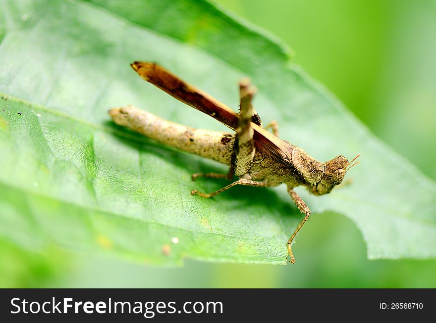 A short-horned grasshopper on leaf. A short-horned grasshopper on leaf.