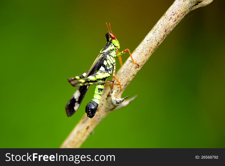 A short-horned grasshopper on stick. A short-horned grasshopper on stick.