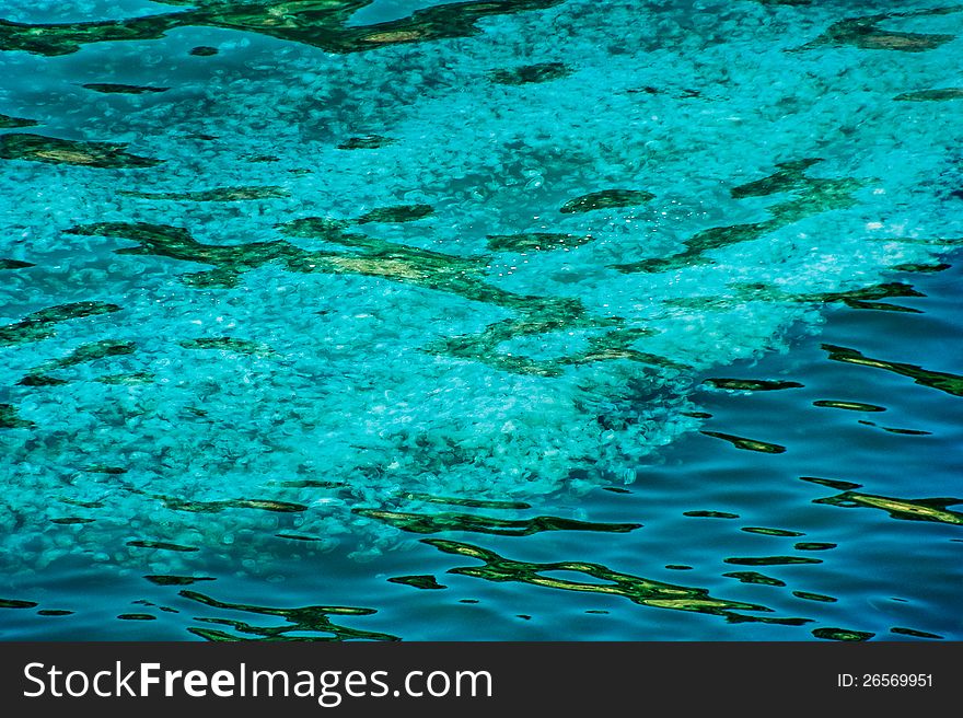 Jellyfish background. Aurelia aurita - moon jelly in a Black sea.