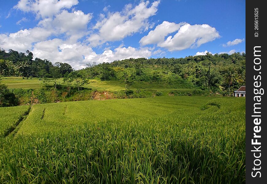 Green Ricefield Under The Blue Sky