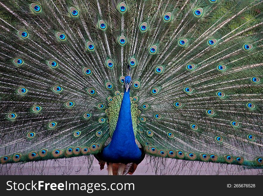 Peacock Dancing Rain Drizziling Cool Weather