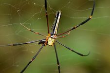 Black Spider. Royalty Free Stock Photos Black Spider. Royalty Free Stock Photos