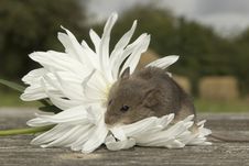 Small Mouse With The Flower Stock Photo Small Mouse With The Flower Stock Photo