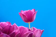 Purple Tulips Royalty Free Stock Photography
