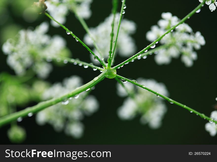 Closeup of water drops on wildflower with long stems. Nice green nature background. Closeup of water drops on wildflower with long stems. Nice green nature background
