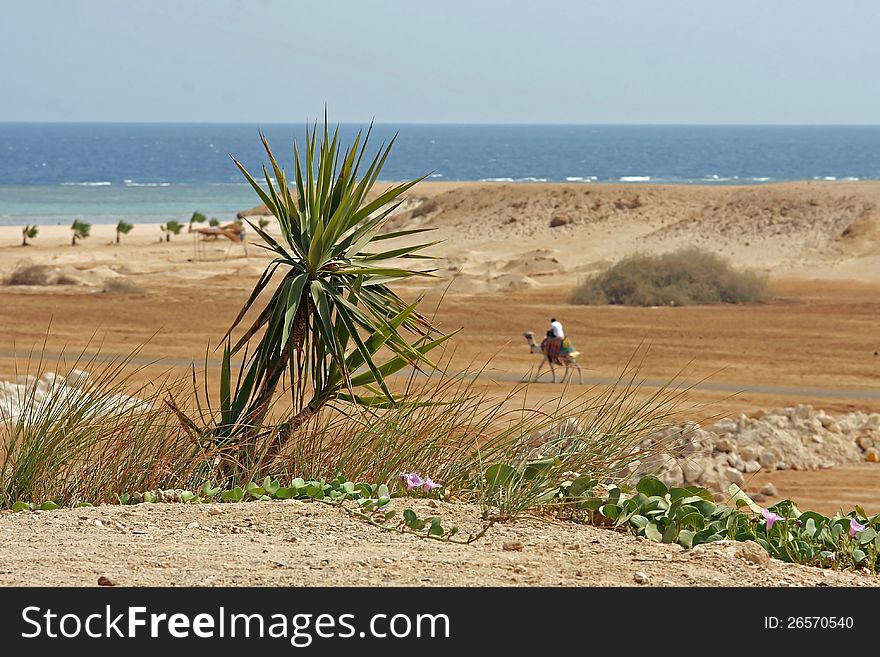 A man rides on a dromedary by the desert to the sea