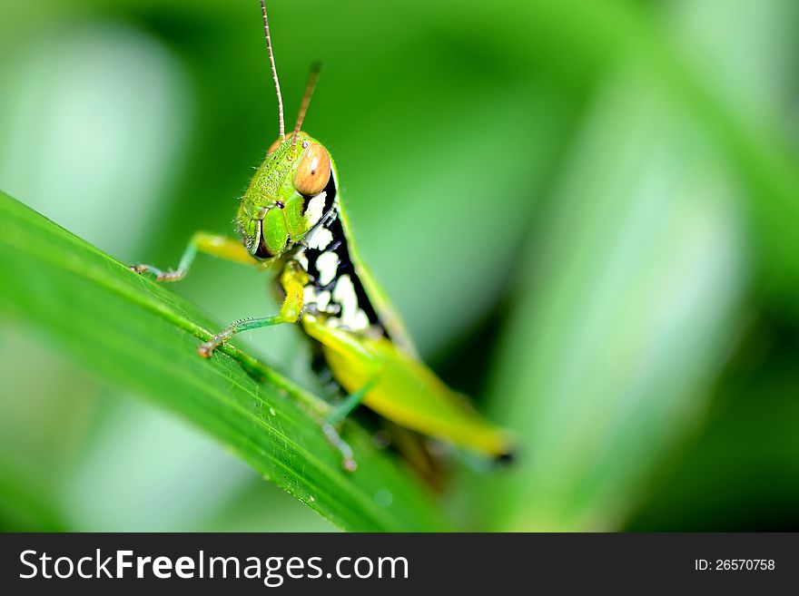 A short-horned grasshopper on rattan leaf. A short-horned grasshopper on rattan leaf.