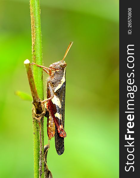 A short-horned grasshopper on stick. A short-horned grasshopper on stick.