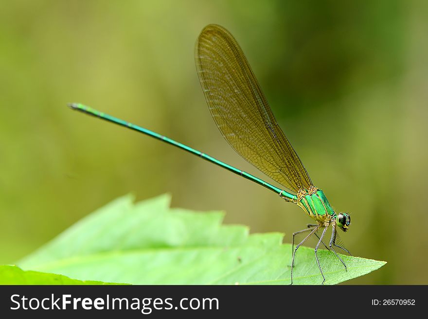 Brilliant green dragonfly found in deep jungle. Brilliant green dragonfly found in deep jungle.