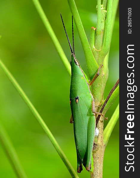 A short-horned grasshopper on stick. A short-horned grasshopper on stick.