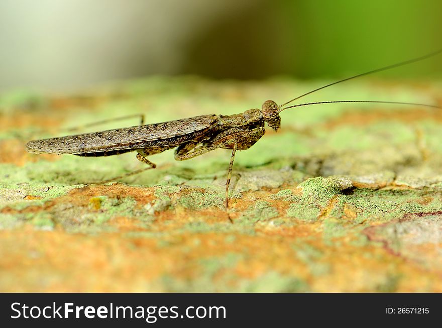 A long-horned grasshopper on bark. A long-horned grasshopper on bark.