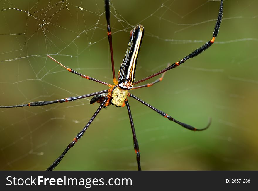 Black spider hanging on the net waiting for some bait. Black spider hanging on the net waiting for some bait.