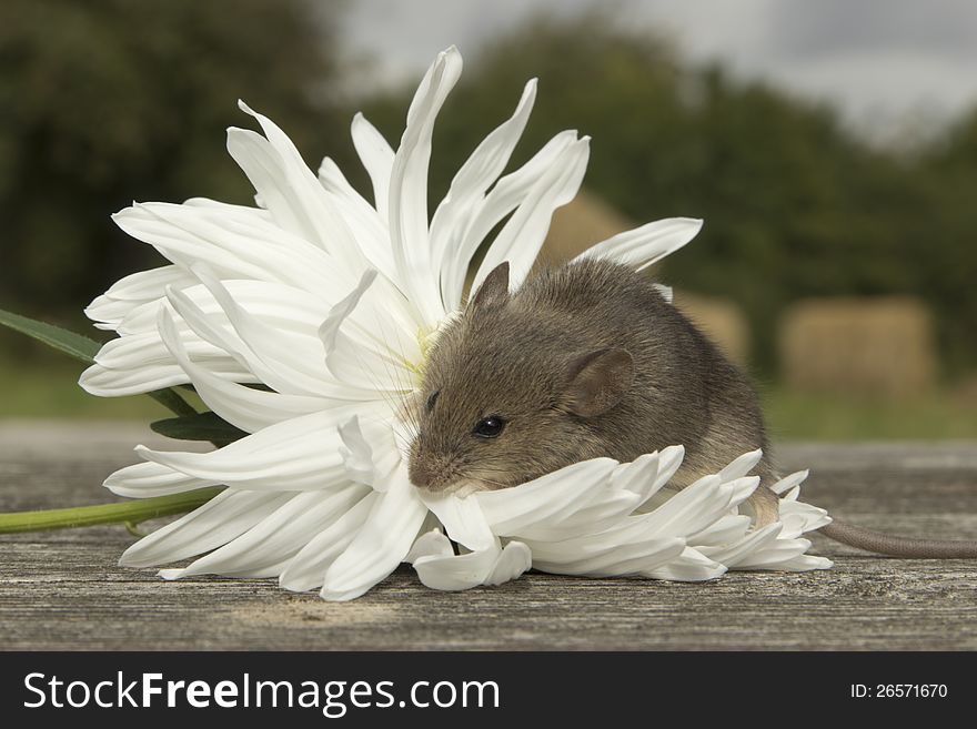 Little mouse sitting on the white flower. Little mouse sitting on the white flower