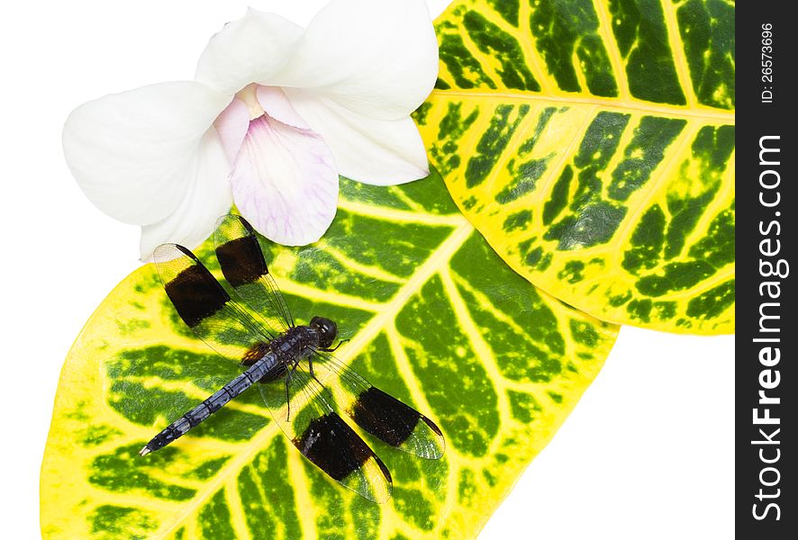 Big tropical dragonfly on a leaf