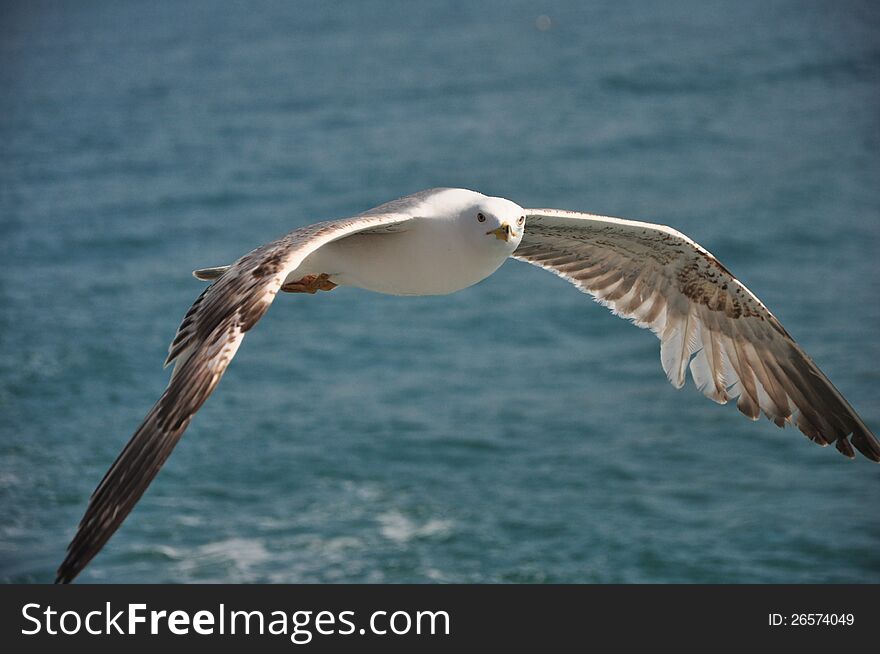 Nice seagull over Bosphorus (Turkey). Nice seagull over Bosphorus (Turkey)