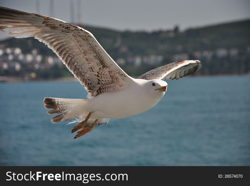 Seagull over Bosphorus with land background. Seagull over Bosphorus with land background