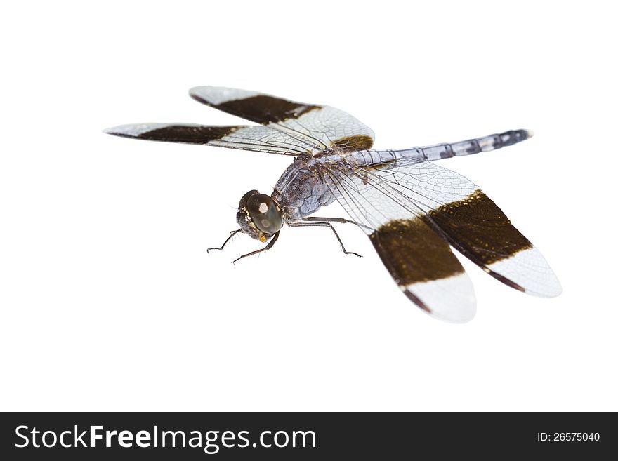 Big tropical dragonfly, isolated, closeup
