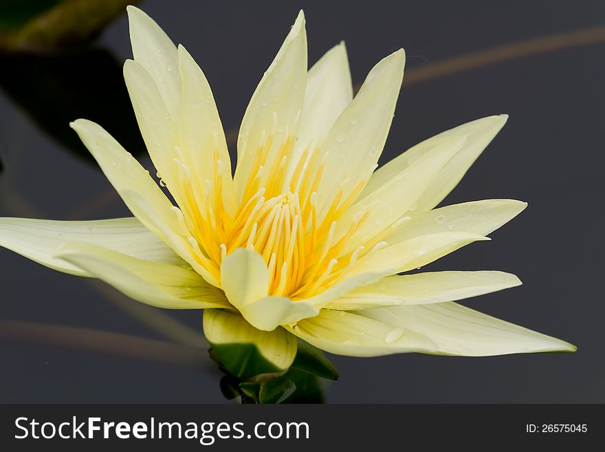 Fresh yellow water lily in water background. Fresh yellow water lily in water background.