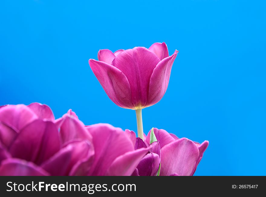 Purple tulips on blue background