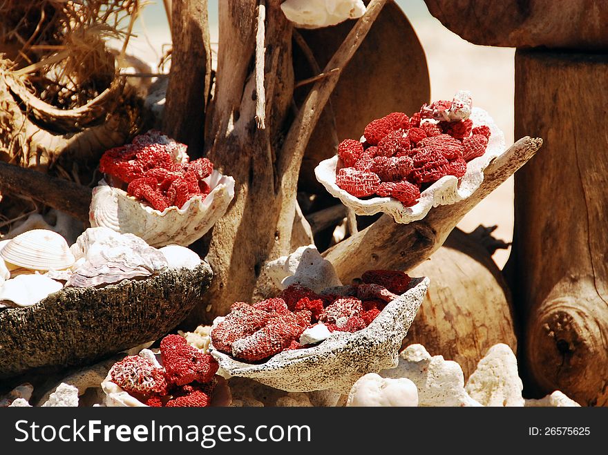 Seashell and coral decoration on wood. Seashell and coral decoration on wood