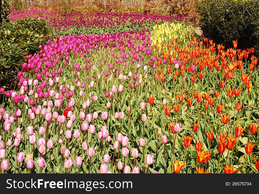 Colorful field of pink, orange, fuchsia tulips. Colorful field of pink, orange, fuchsia tulips