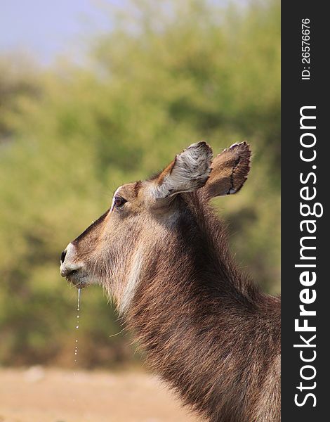 Waterbuck cow with droplets from mouth - Africa