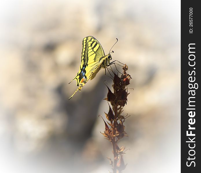 An Anise Swallowtail Butterfly resting on a plant stem. An Anise Swallowtail Butterfly resting on a plant stem