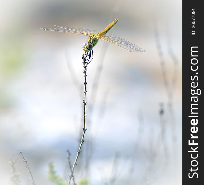 Anax longipes known as the comet darner dragonfly resting and holding onto a plant stem. Anax longipes known as the comet darner dragonfly resting and holding onto a plant stem