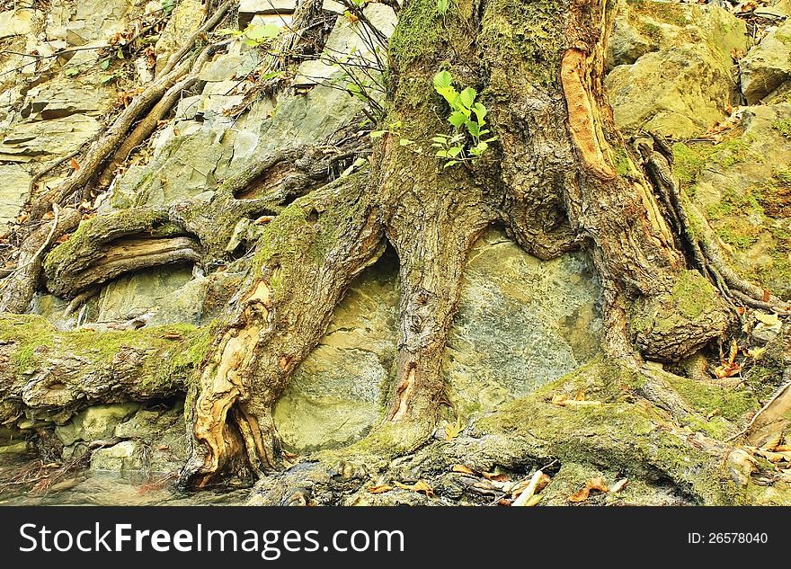 Old tree on a rock by the stream in relict caucasian mountain forest. Old tree on a rock by the stream in relict caucasian mountain forest