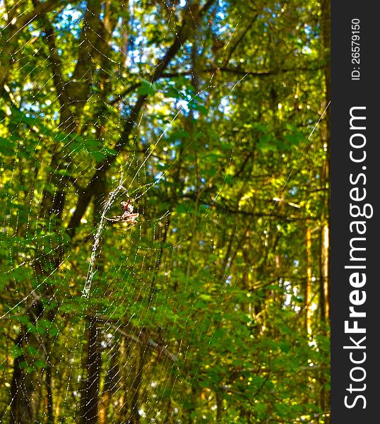 HDR spider on it s web in the forest