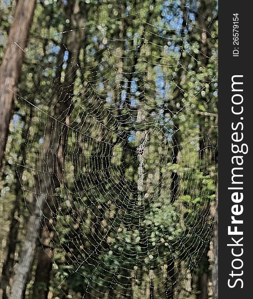 HDR Spider Web In The Forest