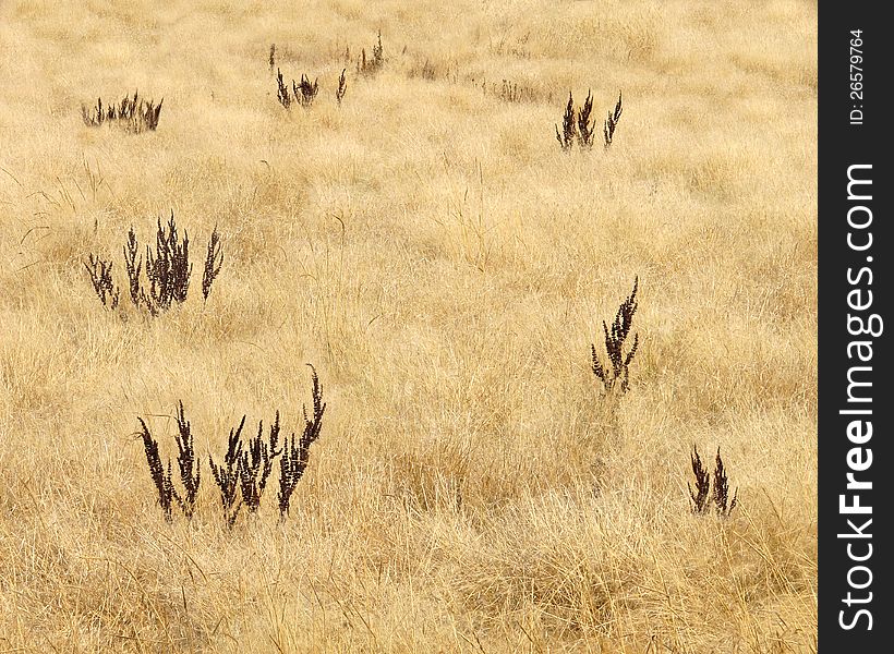 Golden Prairie Grass Background